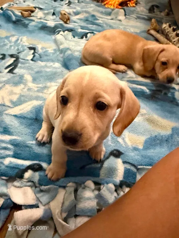 Audi - Light Cream Male – Miniature Dachshund puppy for sale in Lawton, OK