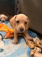 Audi - Cream Male, a male Miniature Dachshund for sale in Lawton, OK – 2 of 4