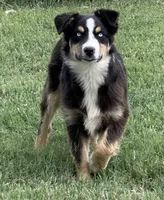 Stormi - Black Tri Male, a male Miniature Australian Shepherd for sale in Lawton, OK – 3 of 7