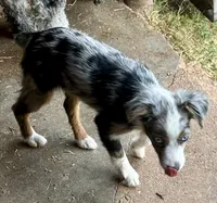 Tiny Tot OG - Blue Merle Female, a female Toy Australian Shepherd for sale in Lawton, OK – 5 of 7