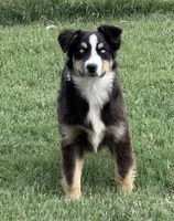Stormi - Black Tri Male, a male Miniature Australian Shepherd for sale in Lawton, OK – 4 of 7
