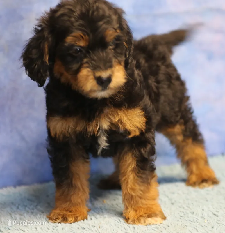 Freckles - Black Phantom Male 2 – Miniature Aussiedoodle puppy for sale in Lawton, OK