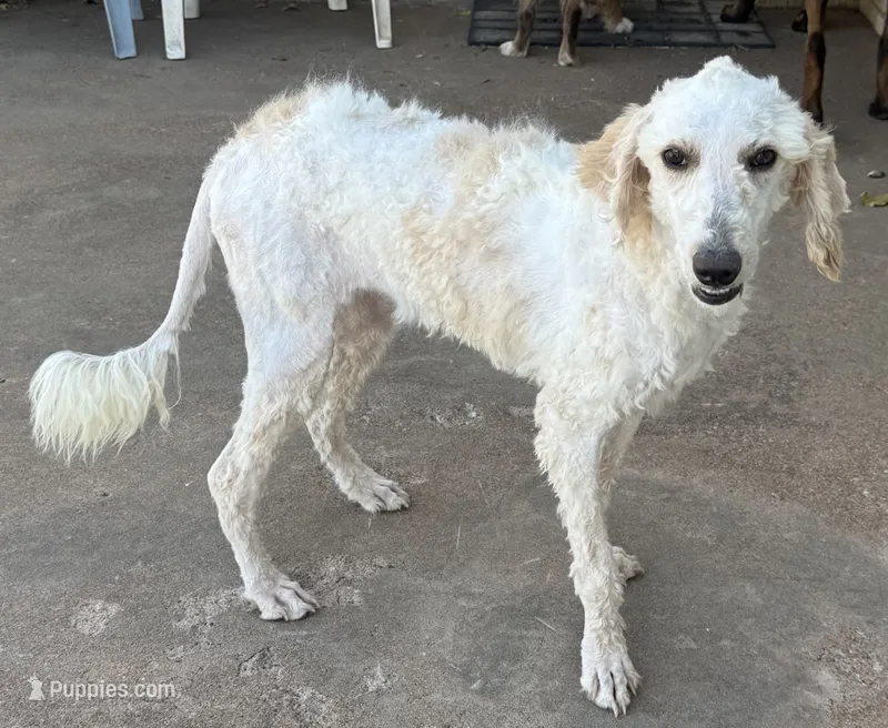 Zoe - Apricot Parti Female 2 – Bernedoodle puppy for sale in Lawton, OK