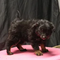 Briley -  Black Tri Female 2, a female Miniature Aussiedoodle for sale in Lawton, OK – Photo 5 of 9