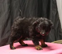 Briley -  Black Tri Female 2, a female Miniature Aussiedoodle for sale in Lawton, OK – Photo 5 of 9