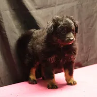 Briley -  Black Tri Female 2, a female Miniature Aussiedoodle for sale in Lawton, OK – Photo 6 of 9