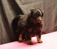 Briley -  Black Tri Female 2, a female Miniature Aussiedoodle for sale in Lawton, OK – Photo 6 of 9