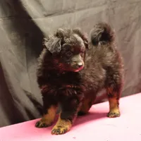 Briley -  Black Tri Female 2, a female Miniature Aussiedoodle for sale in Lawton, OK – Photo 4 of 9