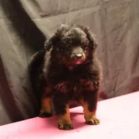 Briley -  Black Tri Female 2, a female Miniature Aussiedoodle for sale in Lawton, OK – Photo 7 of 9