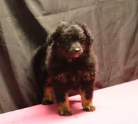Briley -  Black Tri Female 2, a female Miniature Aussiedoodle for sale in Lawton, OK – Photo 7 of 9