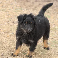 Briley -  Black Tri Female 2, a female Miniature Aussiedoodle for sale in Lawton, OK – Photo 3 of 9