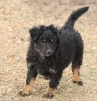 Briley -  Black Tri Female 2, a female Miniature Aussiedoodle for sale in Lawton, OK – Photo 3 of 9
