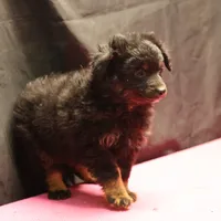 Briley -  Black Tri Female 2, a female Miniature Aussiedoodle for sale in Lawton, OK – Photo 8 of 9