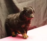 Briley -  Black Tri Female 2, a female Miniature Aussiedoodle for sale in Lawton, OK – Photo 8 of 9