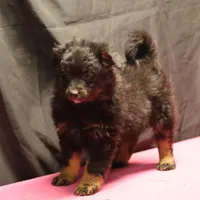 Briley -  Black Tri Female 2, a female Miniature Aussiedoodle for sale in Lawton, OK – Photo 9 of 9