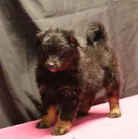 Briley -  Black Tri Female 2, a female Miniature Aussiedoodle for sale in Lawton, OK – Photo 9 of 9