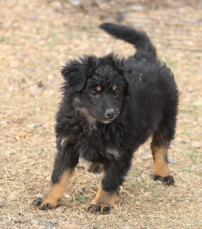 Briley -  Black Tri Female 2