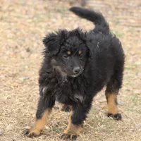 Briley -  Black Tri Female 2, a female Miniature Aussiedoodle for sale in Lawton, OK – Photo 1 of 9
