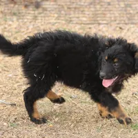 Briley -  Black Tri Female 2, a female Miniature Aussiedoodle for sale in Lawton, OK – Photo 2 of 9
