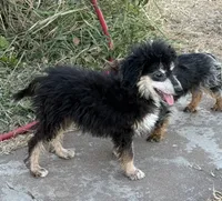Freckles - Black Phantom Male 1, a male Miniature Aussiedoodle for sale in Lawton, OK – 6 of 10