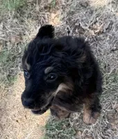 Freckles - Black Phantom Female, a female Miniature Aussiedoodle for sale in Lawton, OK – 6 of 9