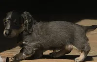 Chloe - Blue & Cream Female, a female Miniature Dachshund for sale in Lawton, OK – 4 of 10