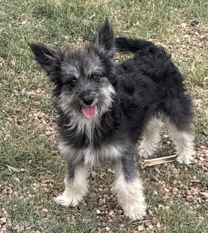 Fluffy - Black Tri Male 1 – Miniature Aussiedoodle puppy for sale in Lawton, OK