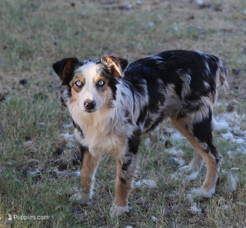 Oakley - Blue Merle Female 3 – Miniature Australian Shepherd puppy for sale in Lawton, OK