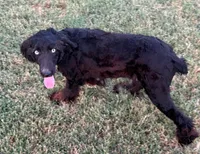 Stormi - Black Bi Female, a female Miniature Australian Shepherd for sale in Lawton, OK – 3 of 9