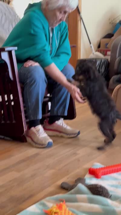 Freckles - Black Phantom Female, a female Miniature Aussiedoodle for sale in Lawton, OK – 9 of 9