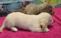 Daisy - Cream Female, a female Miniature Dachshund for sale in Lawton, OK – 7 of 10