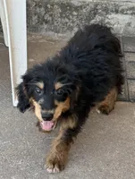 Freckles - Black Phantom Male 2, a male Miniature Aussiedoodle for sale in Lawton, OK – 10 of 10