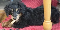 Freckles - Black Phantom Male 2, a male Miniature Aussiedoodle for sale in Lawton, OK – 2 of 10