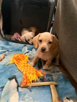 Audi - Cream Male, a male Miniature Dachshund for sale in Lawton, OK – 4 of 4