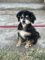 Freckles - Black Phantom Male 1, a male Miniature Aussiedoodle for sale in Lawton, OK – 8 of 10
