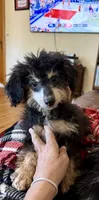 Freckles - Black Phantom Male 1, a male Miniature Aussiedoodle for sale in Lawton, OK – 3 of 10