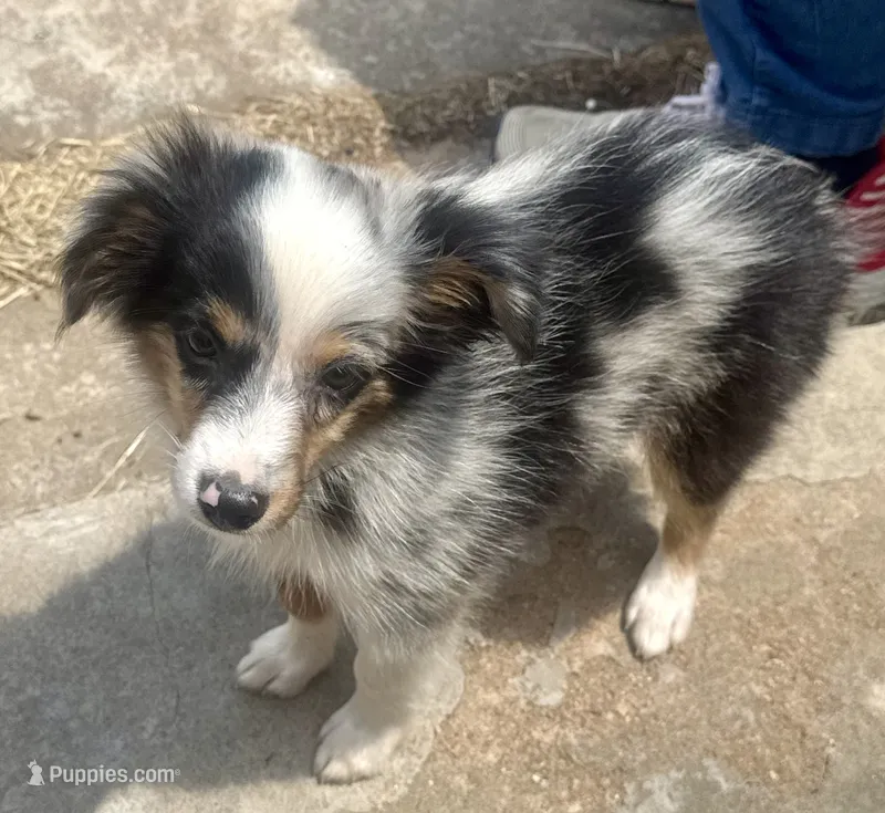 Tiny Tot - Blue Merle Male – Toy Australian Shepherd puppy for sale in Lawton, OK