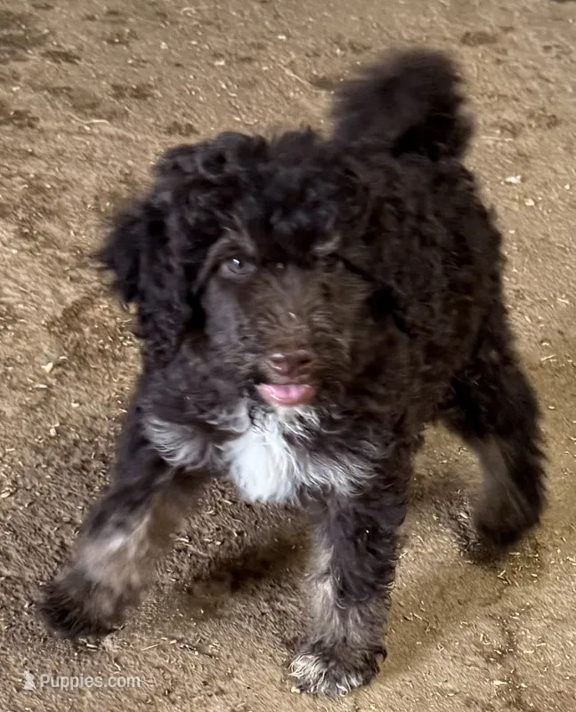 CT - Chocolate Phantom Female  – Goldendoodle puppy for sale in Lawton, OK