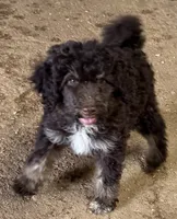 CT - Chocolate Phantom Female , a female Goldendoodle for sale in Lawton, OK – 2 of 4