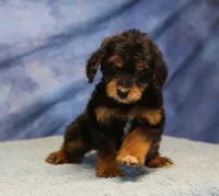 Freckles - Black Phantom Male 2, a male Miniature Aussiedoodle for sale in Lawton, OK – 2 of 10