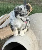 Blair - Blue Merle Male 1, a male Miniature Australian Shepherd and Miniature Bernedoodle for sale in Lawton, OK – 4 of 4