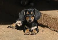 Bailey - Black & Cream Female, a female Miniature Dachshund for sale in Lawton, OK – 2 of 5