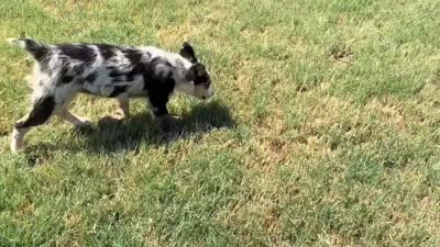 Oakley - Blue Merle Female 3, a female Miniature Australian Shepherd for sale in Lawton, OK – 10 of 10