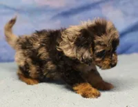 Freckles - Blue Merle Male 1, a male Miniature Aussiedoodle for sale in Lawton, OK – 7 of 10