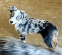 Tiny Tot OG - Blue Merle Female, a female Toy Australian Shepherd for sale in Lawton, OK – 4 of 7