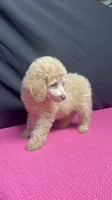 CT - Cream Female, a female Goldendoodle for sale in Lawton, OK – 4 of 10