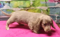 Daisy - Isabella Female, a female Miniature Dachshund for sale in Lawton, OK – 8 of 10