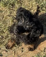 Freckles - Black Phantom Female, a female Miniature Aussiedoodle for sale in Lawton, OK – 4 of 9