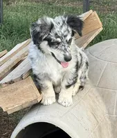 Blair - Blue Merle Male 1, a male Miniature Australian Shepherd and Miniature Bernedoodle for sale in Lawton, OK – 3 of 4