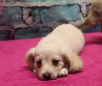 Daisy - Cream Female, a female Miniature Dachshund for sale in Lawton, OK – 8 of 10
